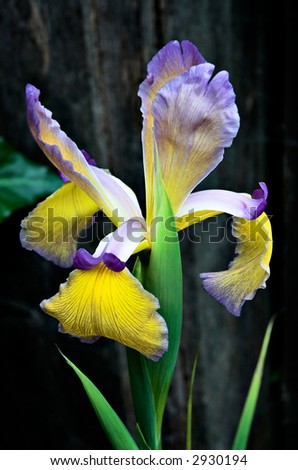 A closeup of a James Julius iris blossom.