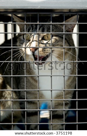 Cat In Cage. stock photo : A cat in a cage