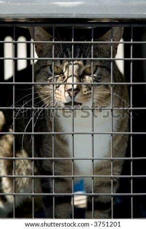 An unhappy cat locked in a cage