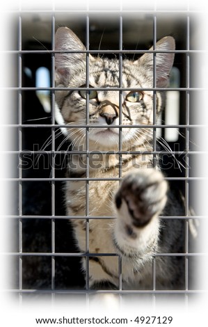 Soft edge on a photo of an orphaned kitten in a cage, reaching out with a paw