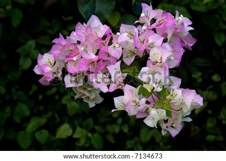 Image of pink Bougainvillea flowers against a dark jungle background
