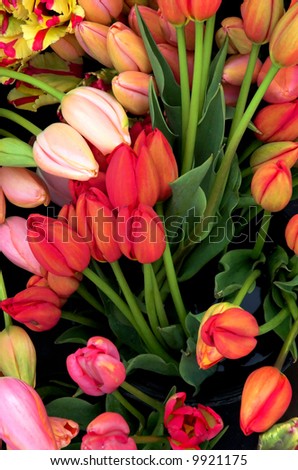 Dreamlike image of colorful tulips with an Art Deco flavor
