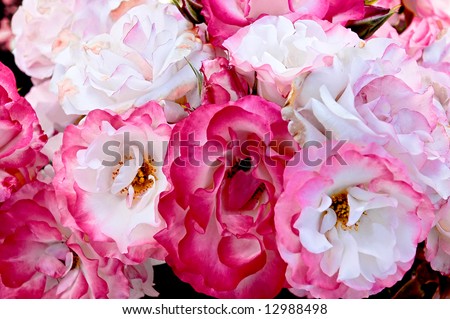 A bunch of pink and white floribunda roses
