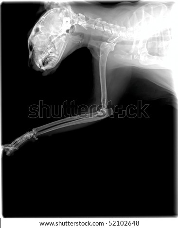 X-ray image of a domestic cat