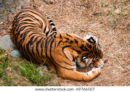 A tiger taking a nap on dry grass