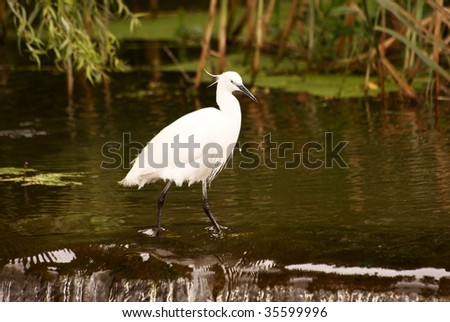 Egret wading in water.