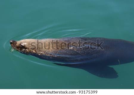 Sea lion swimming in sea water in harbor.