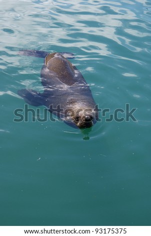 Sea Lion swimming in sea water.
