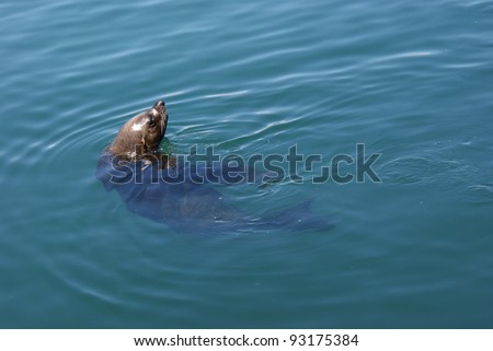 Playful Sea Lion swimming in sea water.