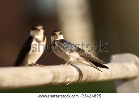 Two White - Throat ed Swallows sitting on a rail.