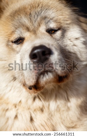 Akita inu with brown eyes, old dog