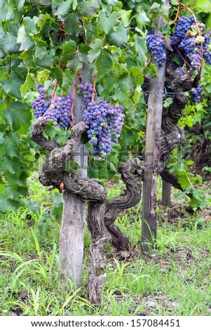 Red grapes in a Italian vineyard - Nerello mascalese - Sicily