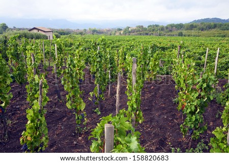 Italian vineyard -  Sicily