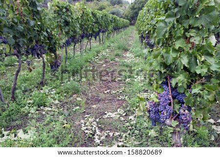 Italian vineyard -  Sicily