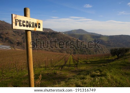 View of a vineyard in Marche with indication of grape\'s variety Pecorino, Italy