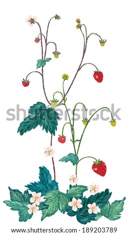 Illustration of nature and strawberries