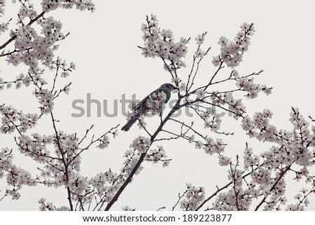 the image of white flower tree with bird in Asia