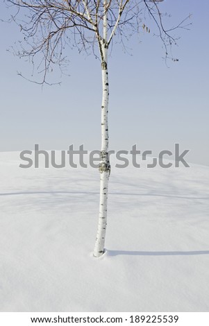 sole tree in winter with snow