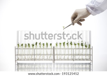 the image of science and growing plants in lab