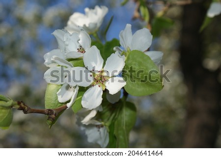 Delicate and fragrant white flowers of apple trees on a background of the spring sky and tree trunks