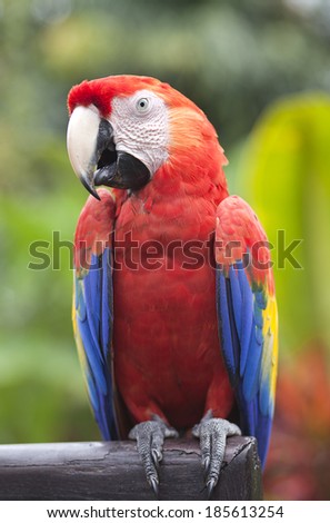 A colorful Parrot