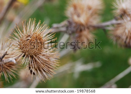closeup of spiky dried thistle blossoms with shallow depth