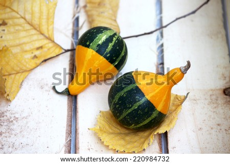 decorative mini pumpkins on wooden background