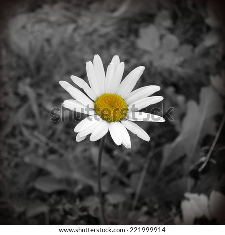 Daisy flower. Color vs. mono.
