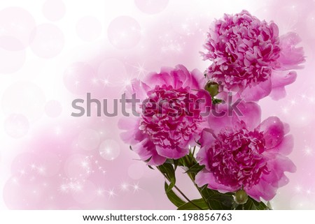 Three pink peony on a pink background. Background Valentine\'s Day.