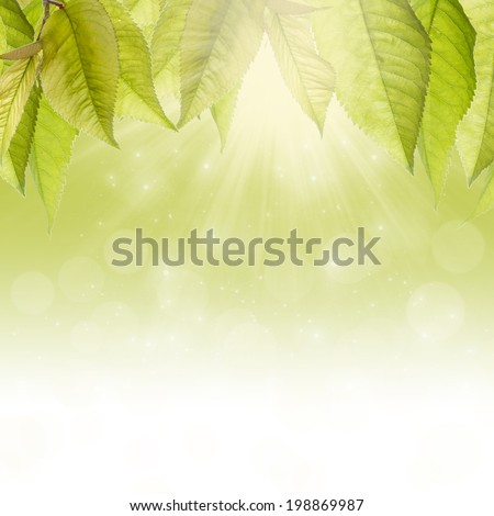 Branch with green leaves and sun rays. Area for text.