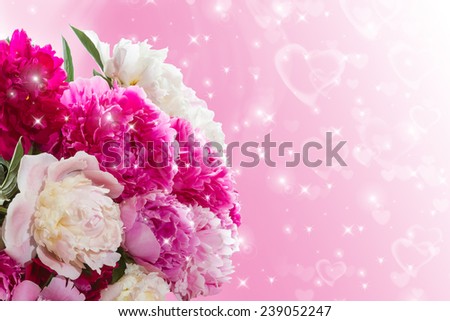 Bright peonies on a pink background. Bouquet for Valentine\'s Day