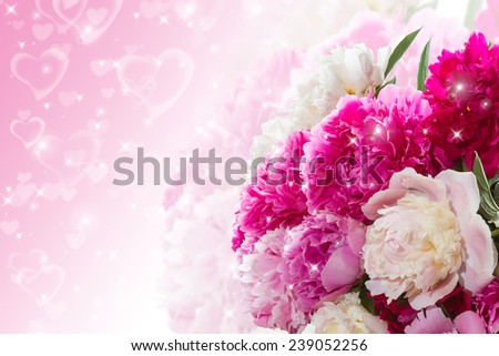 Bright peonies on a pink background. Bouquet for Valentine\'s Day