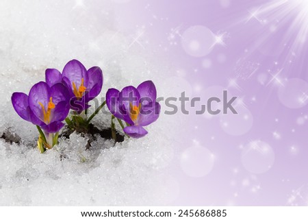 Spring crocuses in snow on a purple background. Space for text