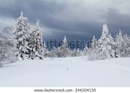 Snow-covered trees in winter in the mountains of the Southern Urals.
