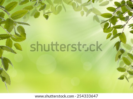 Twig with green leaves and sunlight. Space for text.
