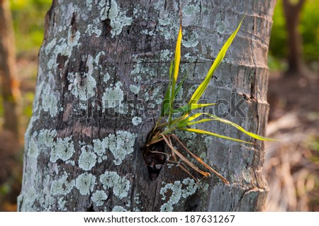 small grass grow in coconut tree.