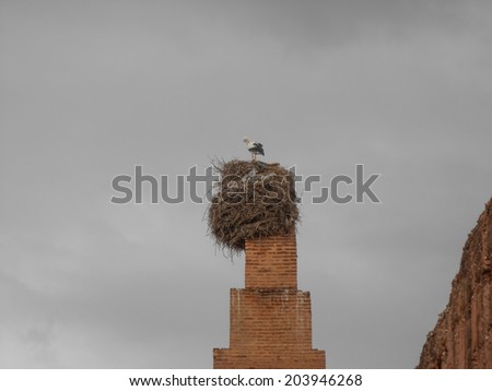 MARRAKECH, MOROCCO - JANUARY 23, 2014: Stork at El Badi palace in Marrakech Morocco
