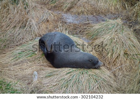 Seal Pinnipeds semi aquatic marine mammals animal part of Mammalia aka mammals