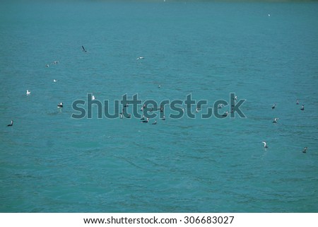Albatross animal part of Aves aka birds in the sea