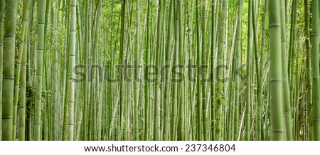 KYOTO, JAPAN - NOVEMBER 16, 2014: Bamboo forest, Arashiyama, Kyoto, Japan.