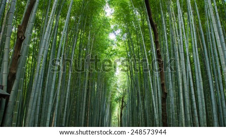 KYOTO, JAPAN - NOVEMBER 16, 2014: Bamboo forest, Arashiyama, Kyoto, Japan.