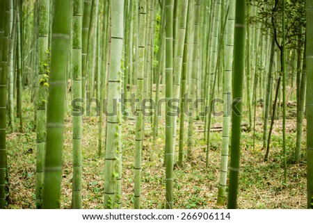 Bamboo forest, Arashiyama, Kyoto, Japan.