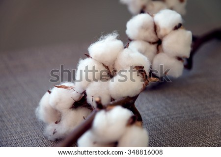 Cotton flower ball over cotton cloth background