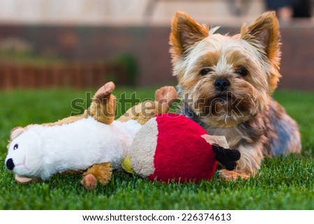 Yorkshire Terrier Dog on the green grass