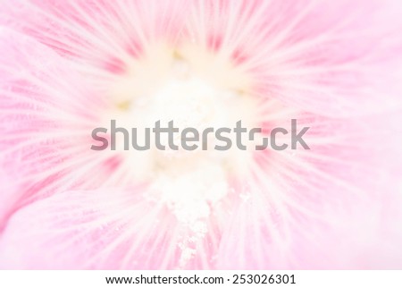 detailed of flower soft focus