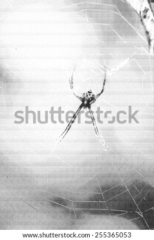 spider on web ,ink pen digital filter