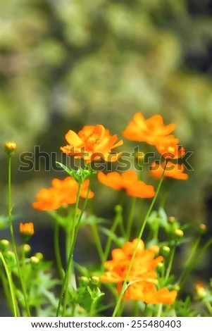 Yellow Cosmos flower,oil painting filter