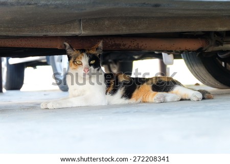 Cat under the car