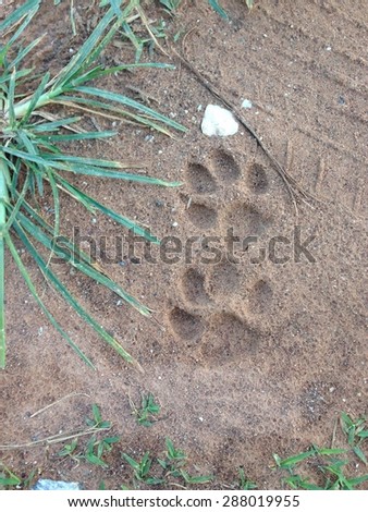dog footprints on ground