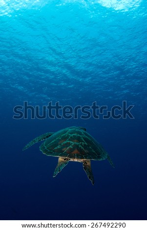 Sea Turtle Diving Up in Palau. Green Sea Turtle swims up from blue ocean water to the glassy ocean surface.